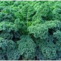 Капуста кале листовая Капрал 1 гр