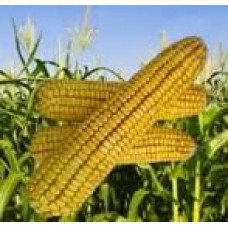 Кукуруза зерновая Пивиха F1 - 1 кг.