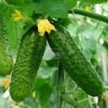 Огурец Вересень 1 гр