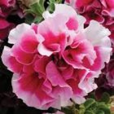 Петуния Пирует F1 10 семян