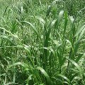 Суданская трава Билявка  1 кг